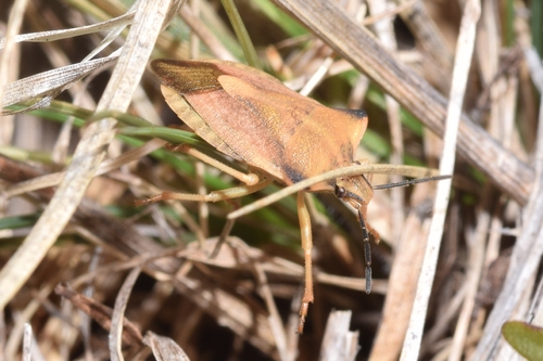 northern fruit bug