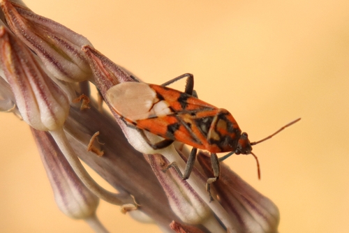 Indian Milkweed Bug
