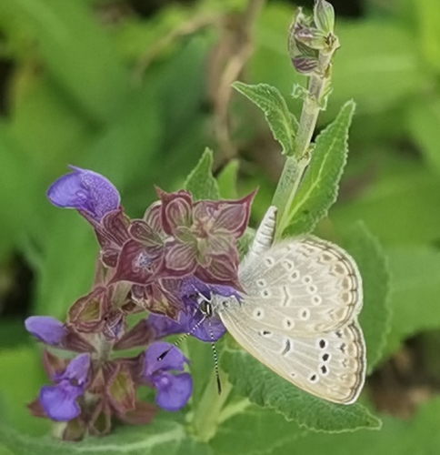 Pale Grass Blue