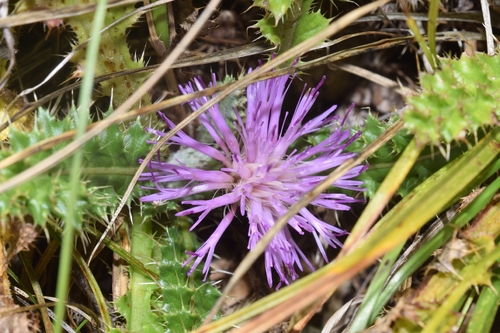 Stemless Thistle