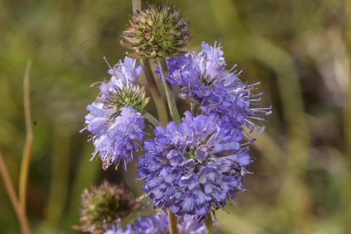 Devil's-bit Scabious
