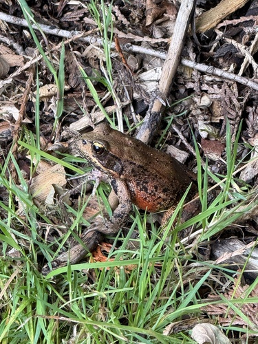 Northern Red-legged Frog