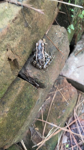 Pickerel Frog