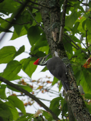 Pileated Woodpecker