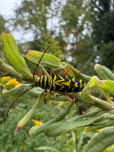 Locust Borer
