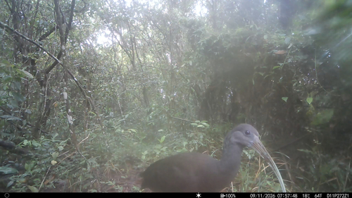 Green Ibis