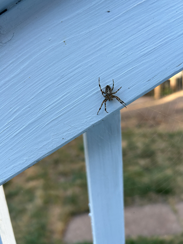 Cross Orbweaver