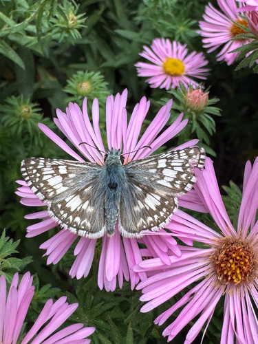 Common Checkered-Skipper