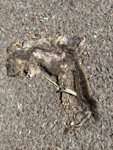 Eastern Fox Squirrel