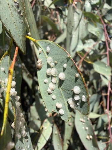 Red Gum Lerp Psyllid