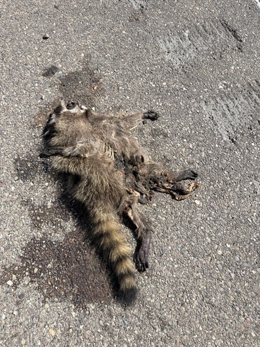 Common Raccoon