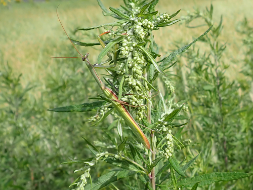 European Mantis