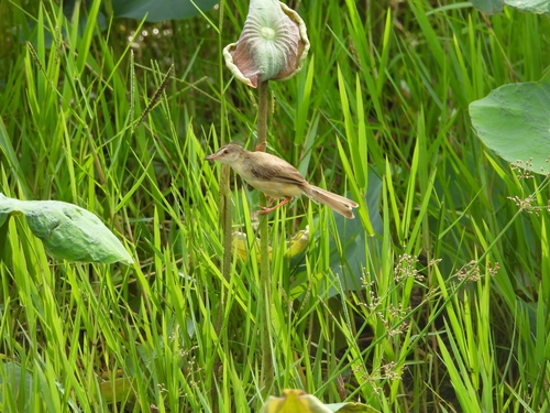 Plain Prinia