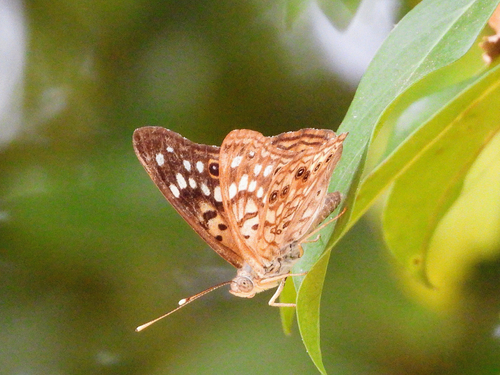 Hackberry Emperor