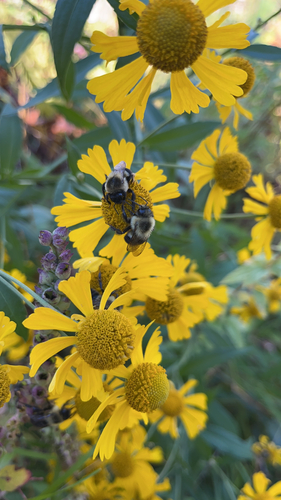 Common Eastern Bumble Bee
