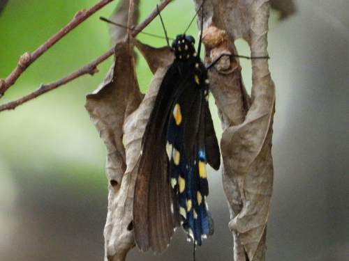 Pipevine Swallowtail