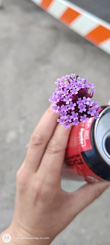 purpletop vervain