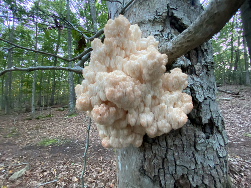 Bear's Head Tooth