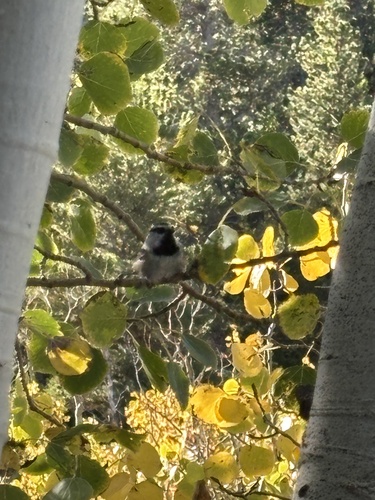 Mountain Chickadee
