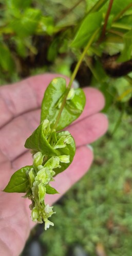 climbing false buckwheat