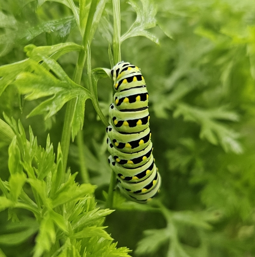 Black Swallowtail