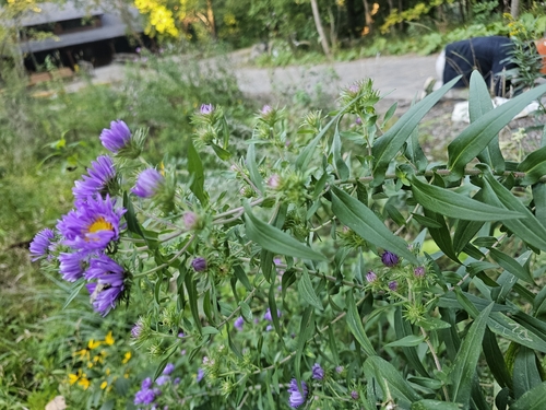 New England aster