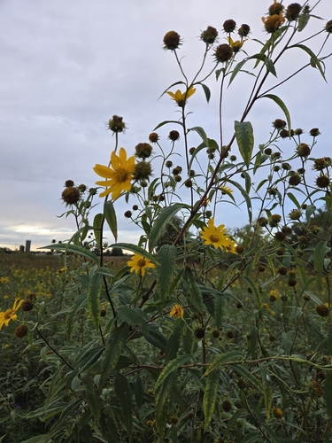 sawtooth sunflower