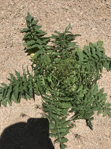 Tall Tumblemustard