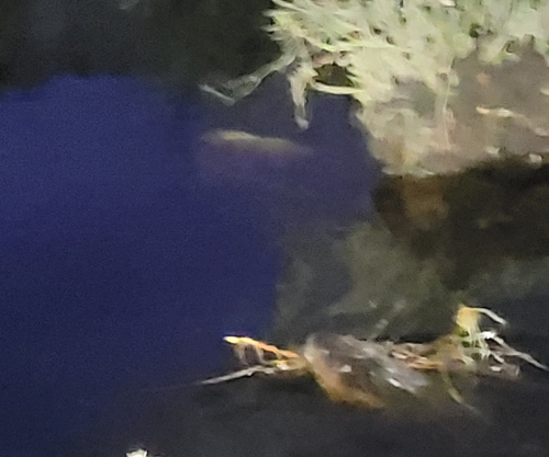 American Beaver