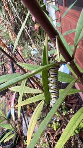 Monarch