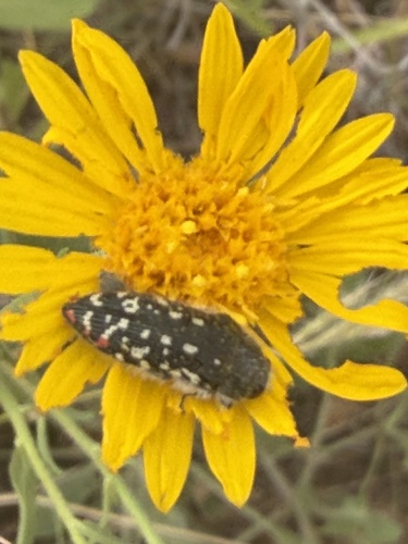 Acmaeodera rubronotata