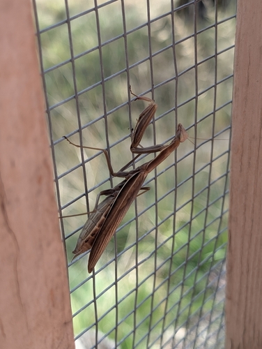 European Mantis