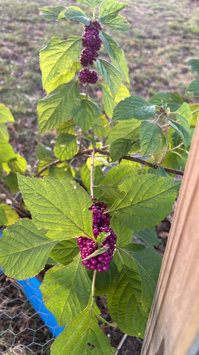 American beautyberry
