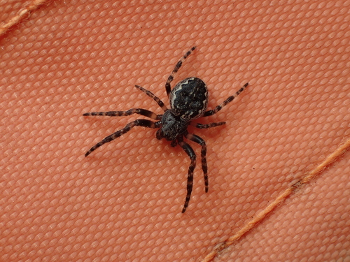 Walnut Orbweaver