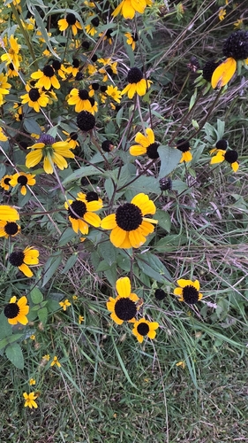 brown-eyed Susan