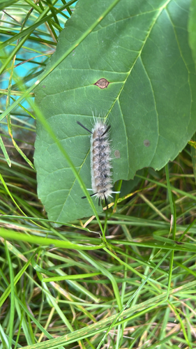 Banded Tussock Moth