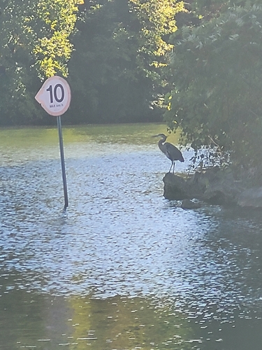 Great Blue Heron