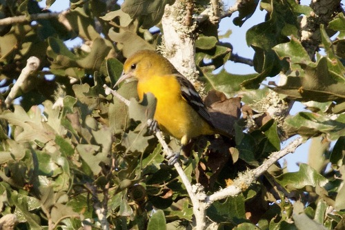 Baltimore Oriole