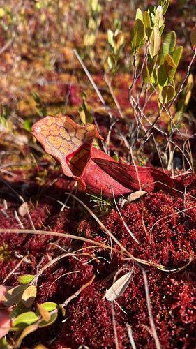purple pitcher plant