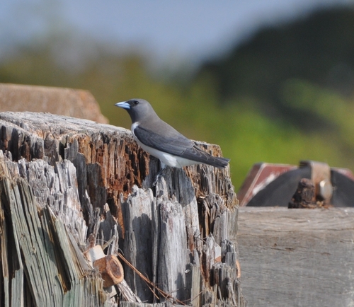 White-breasted Woodswallow