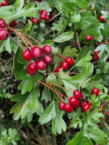 common hawthorn