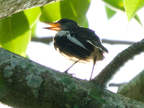 Oriental Magpie-Robin