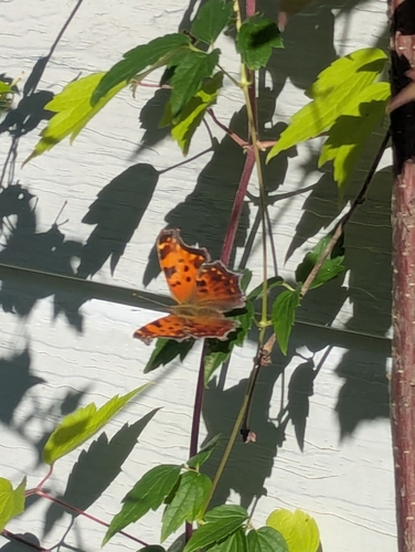 Eastern Comma