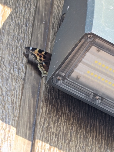 Compton Tortoiseshell