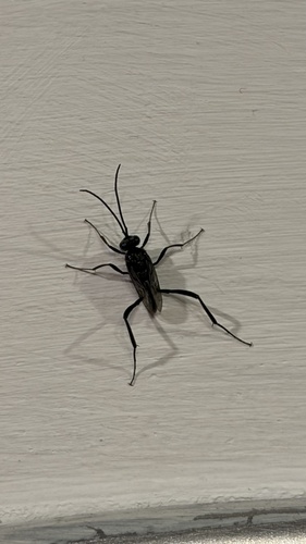 Blue-eyed Ensign Wasp