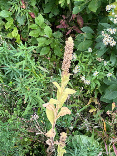 great mullein