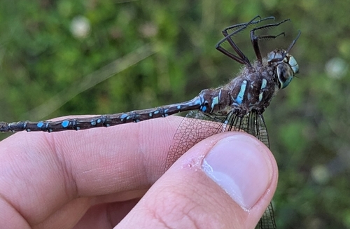 Shadow Darner