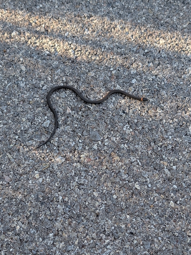 Ring-necked Snake