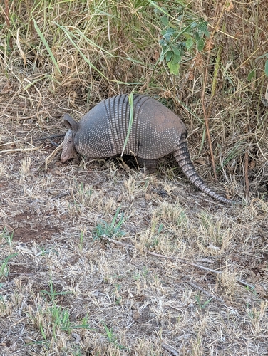 Mexican Long-nosed Armadillo