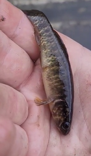 Central Mudminnow